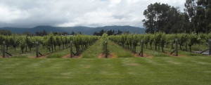 Cloudy Bay Weingut in Blenheim