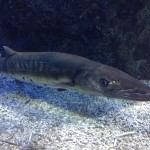 barracuda-zoo-aquarium
